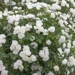 Rosier Crème Chantilly® Meiradena - Rosiers paysagers
