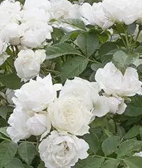 Rosier Crème Chantilly® Meiradena - Rosiers paysagers