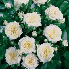 Rosier Little White® Tan98145 - Rosiers nains