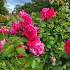 Rosier Cyclamen Pierre De Ronsard® Margaret Mae - Rosiers grimpants