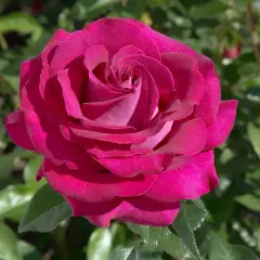 Rosier Belles Rives® Meizolnil - Rosiers à grandes fleurs