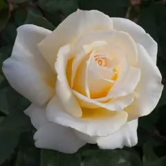 Rosier Christophe Dechavanne® Meibarbaru - Rosiers à grandes fleurs