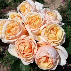 Rosier Folie'Flore® Barmarcreme - Rosiers à grandes fleurs