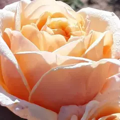 Rosier Folie'Flore® Barmarcreme - Rosiers à grandes fleurs
