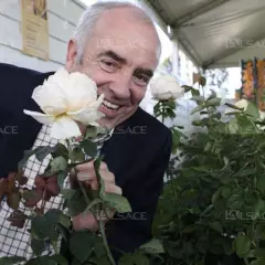 Rosier Folie'Flore® Barmarcreme - Rosiers à grandes fleurs