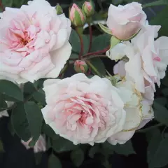 Rosier Marie Pavie - Rosiers couvre-sol et tapissants