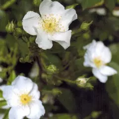 Rosier Rosanatura Alba® Visamalbi - Rosiers paysagers
