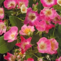 Rosier Rosanatura Bicolore® Vissegam - Rosiers paysagers