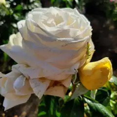 Rosier Jeanne Coeur® Oranobri - Rosiers à grandes fleurs