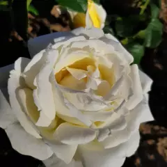Rosier Jeanne Coeur® Oranobri - Rosiers à grandes fleurs
