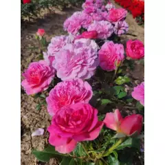 Rosier Baie des Anges Romantica® Radprov - Rosiers à massifs