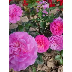 Rosier Baie des Anges Romantica® Radprov - Rosiers à massifs