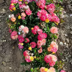 Rosier Rêve De Paris® Meilowmye - Rosiers paysagers