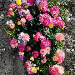Rosier Rêve De Paris® Meilowmye - Rosiers paysagers