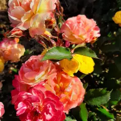 Rosier Rêve De Paris® Meilowmye - Rosiers paysagers
