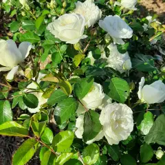 Rosier Marina Picasso® Meidyceus - Rosiers à massifs
