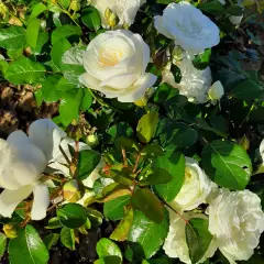 Rosier Marina Picasso® Meidyceus - Rosiers à massifs