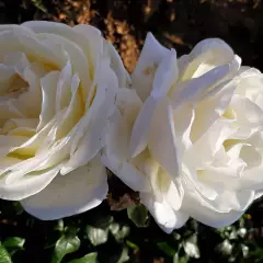 Rosier Marina Picasso® Meidyceus - Rosiers à massifs