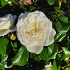 Rosier Marina Picasso® Meidyceus - Rosiers à massifs