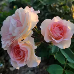 Rosier Mini Pierre De Ronsard® Meibigboni - Rosiers grimpants