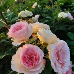 Rosier Mini Pierre De Ronsard® Meibigboni - Rosiers grimpants