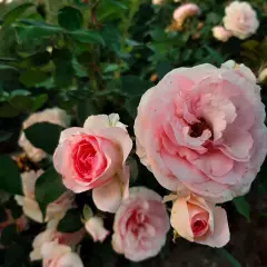 Rosier Mini Pierre De Ronsard® Meibigboni - Rosiers grimpants