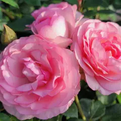 Rosier Mini Pierre De Ronsard® Meibigboni - Rosiers grimpants