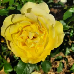 Rosier Bellagio® Lapgio - Rosiers grimpants