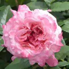 Rosier TIGE 100 cm AUGUSTA LUISE - Rosiers tiges et pleureurs