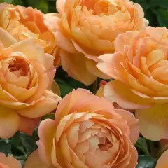 Rosier TIGE 100 cm Lady Of Shalott ® - Rosiers tiges et pleureurs