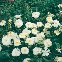 Rosier Neige d'Eté ® Tanigino - Rosiers couvre-sol et tapissants