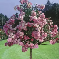 Rosier tige 100cm  THE FAIRY - Rosiers tiges et pleureurs