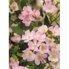 Rosier Rosanatura Rosea® Vispaniuc - Rosiers paysagers