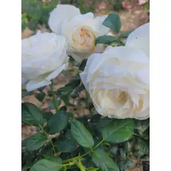 Rosier Camille Claudel® Meiroguste - Rosiers à grandes fleurs