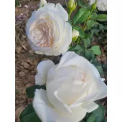 Rosier Camille Claudel® Meiroguste - Rosiers à grandes fleurs