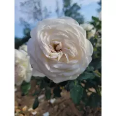 Rosier Camille Claudel® Meiroguste - Rosiers à grandes fleurs