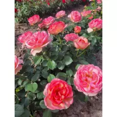 Rosier Auguste Escoffier® Meizasmyne - Rosiers à massifs