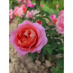 Rosier Auguste Escoffier® Meizasmyne - Rosiers à massifs