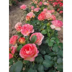 Rosier Auguste Escoffier® Meizasmyne - Rosiers à massifs
