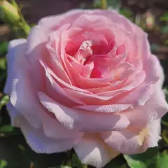 Rosier La Gaîté® Tan 13522 - Rosiers à grandes fleurs