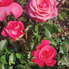 Rosier La Gaîté® Tan 13522 - Rosiers à grandes fleurs