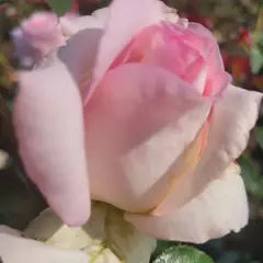 Rosier La Gaîté® Tan 13522 - Rosiers à grandes fleurs