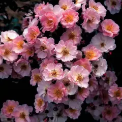 Rosier Pink Cottage® Chewily - Rosiers arbustifs