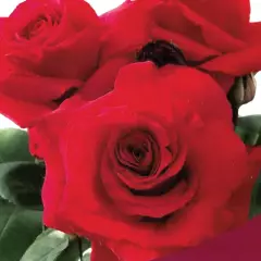 Rosier Simone Veil® Oracolha - Rosiers à grandes fleurs