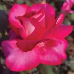 Rosier Guignol® Orabrica - Rosiers à grandes fleurs