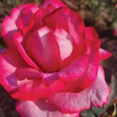 Rosier Guignol® Orabrica - Rosiers à grandes fleurs