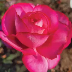 Rosier Guignol® Orabrica - Rosiers à grandes fleurs