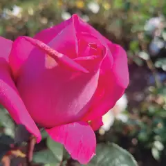 Rosier KAZATCHOCK® Oragrapar - Rosiers à grandes fleurs