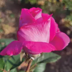 Rosier KAZATCHOCK® Oragrapar - Rosiers à grandes fleurs