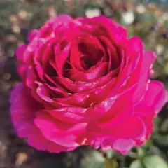 Rosier KAZATCHOCK® Oragrapar - Rosiers à grandes fleurs